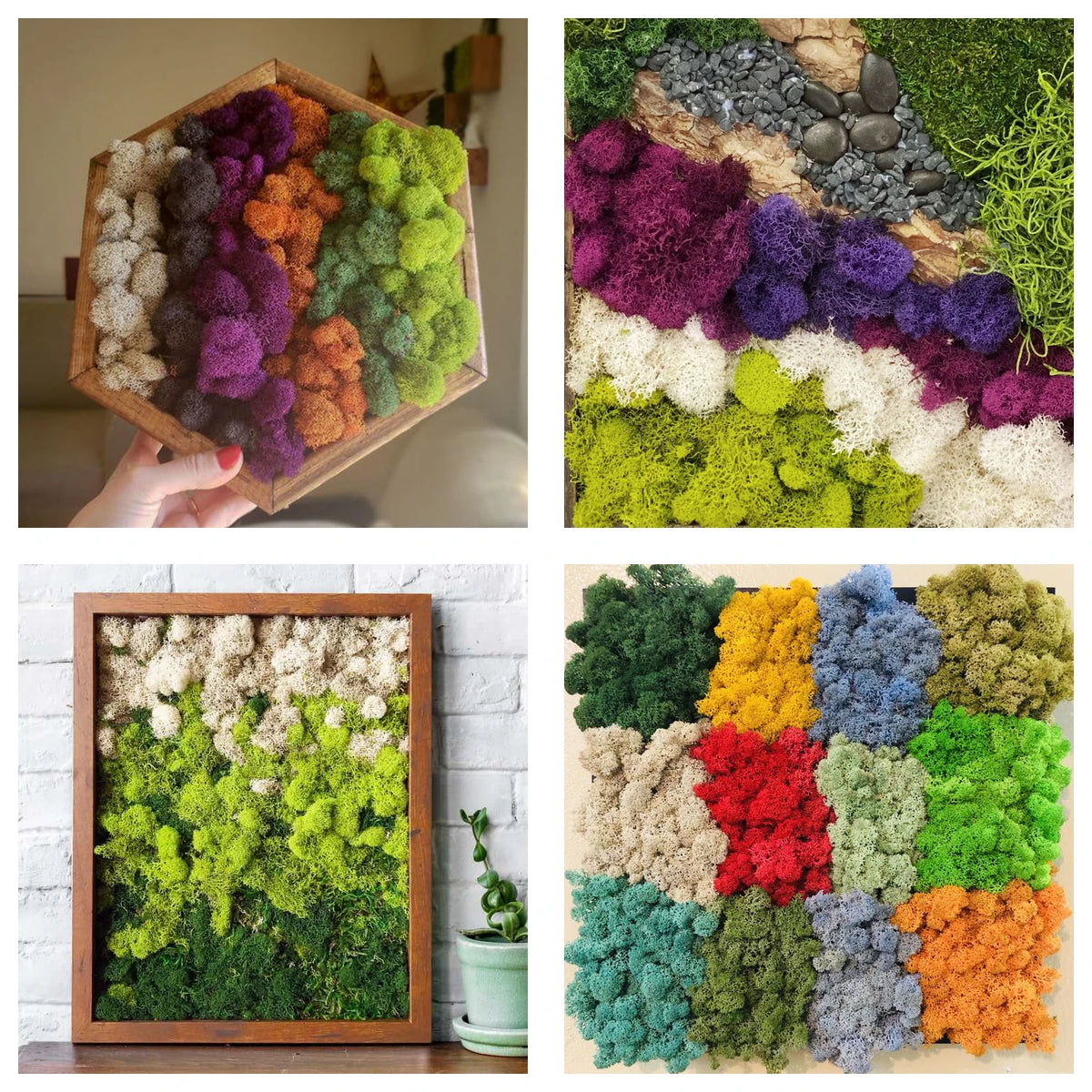 mousse séchée naturelle fibreuse opaques variées couleurs adhésif extérieur intérieur decoration artisanale jardins chambre