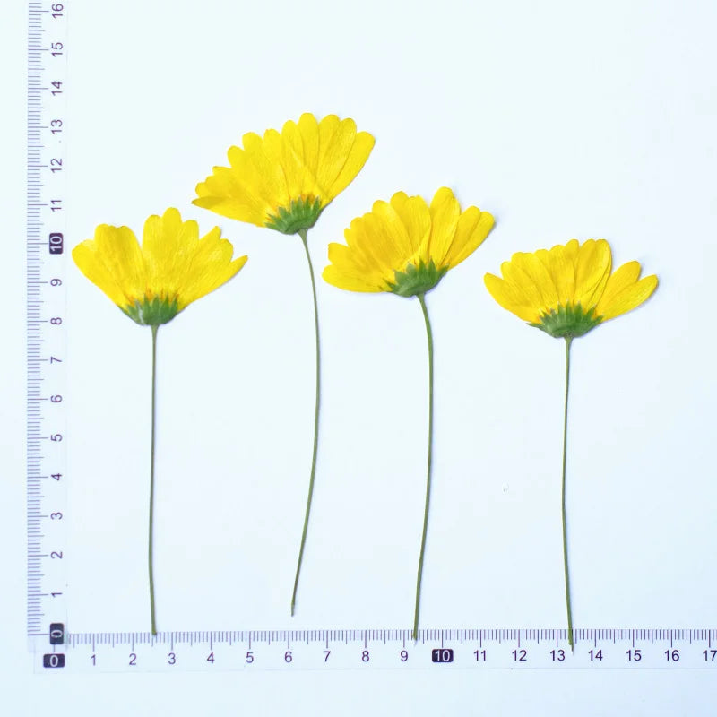 décoration intérieure fleurs séchées jaunes anniversaire baby shower simple naturelle 10cm 12pcs