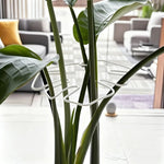support plante spirale vert moderne adhésif petite grande robusteextérieurintérieur