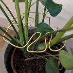 support plante or moderne adhésif facile géométrique simpleDecorationPlantes vàng adhesive easy geometric simple