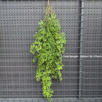 plantes suspendues vigne feuilles vertes rustiques extérieures accrochées naturellement exposéesextérieur decoration