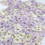 fleurs séchées décoratives multicolores décoration maison événements festifs 24 pièces