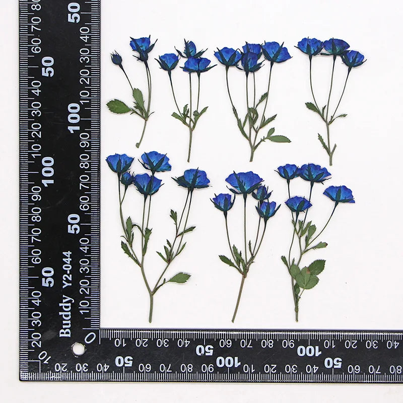 fleurs séchées rouge rose violet bleu jaune feuilles vertes décoration maison scrapbooking diy