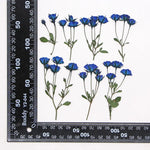 fleurs séchées rouge rose violet bleu jaune feuilles vertes décoration maison scrapbooking diy