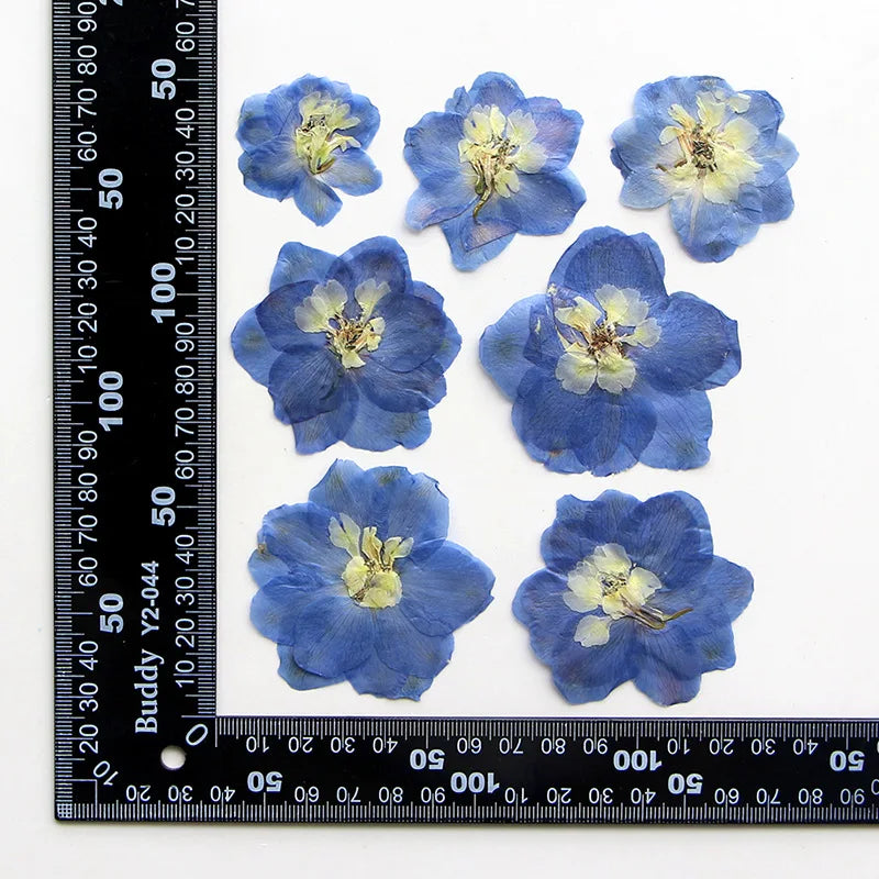 fleurs séchées bleu blanc jaune naturelles petals décor intérieur anniversaire cadeau art artisanal