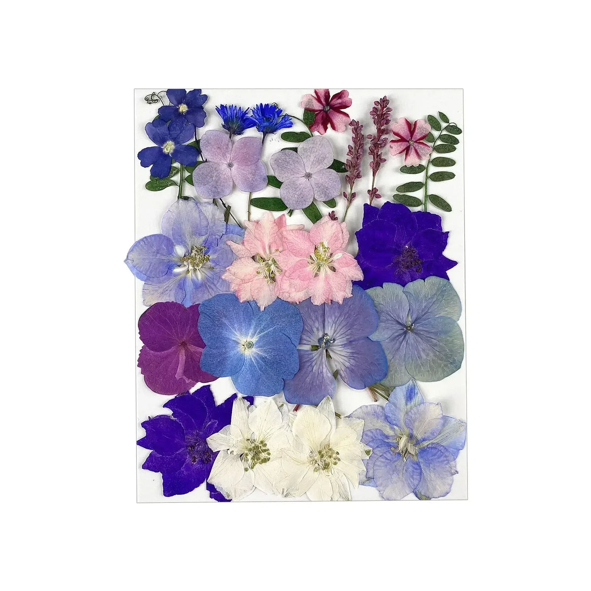 fleurs séchées naturelles bleu blanc rouge violet jaune vert décoration maison intérieur anniversaire