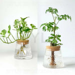 vases plantes verre transparent moderne minimaliste couvercle liège base bois