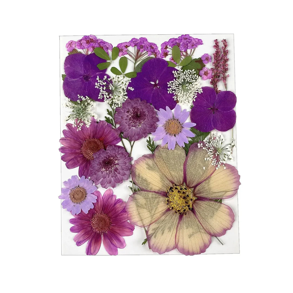 fleurs séchées naturelles bleu blanc rouge violet jaune vert décoration maison intérieur anniversaire