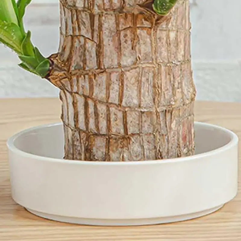 Détail de la structure en bois et céramique du plateau brésilien