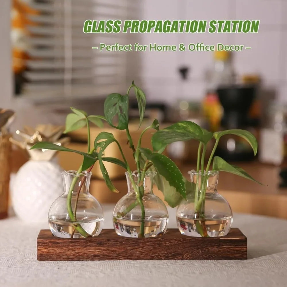 station multiplication plantes verre bois transparent moderne vases support nature élégante intérieur culture