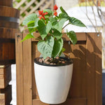 pots suspendus résine blanc noir modernes mur fleur verte chambre jardin