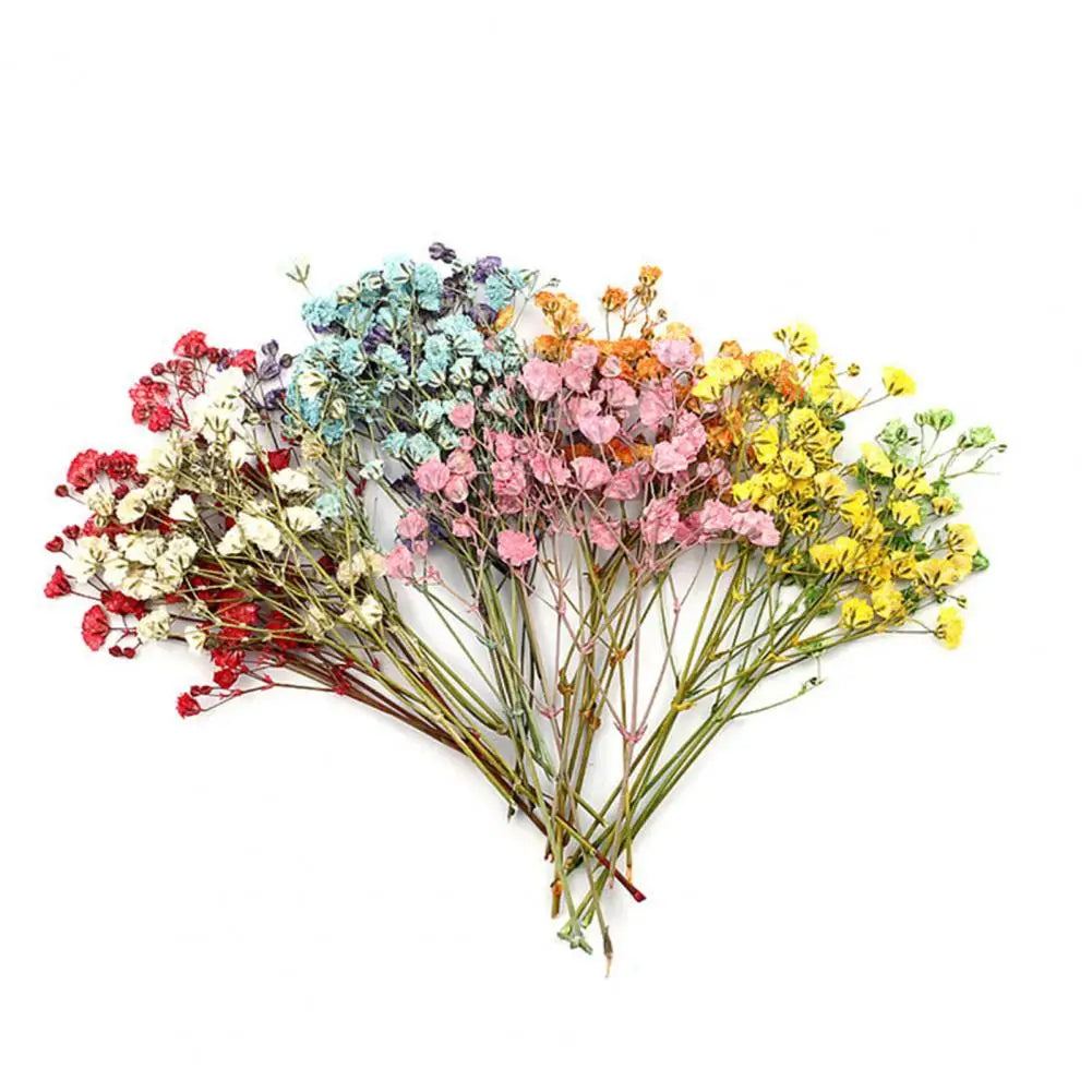 bouquets fleurs séchées naturelles couleurs vives rouge bleu violet orange intérieur décoration