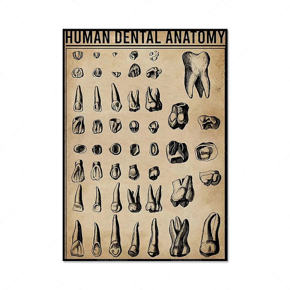 Anatomie dentaire humaine, illustration montrant différentes formes et structures des dents.