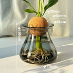 vase verre hydroponie transparent bleu ambré gris plante décoration table moderne minimaliste