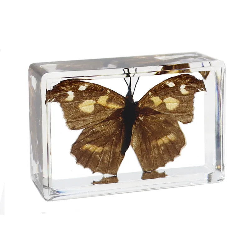 papillons naturels réels résine différentes couleurs motifs variés réaliste décoration collection enseignement cadeaux spéciaux