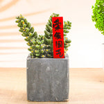 étiquettes jardinage adhésives blanc jaune vert rose bleu rouge classiques 1cm 5cmétaqs jardinétaqs horticolesétaqs