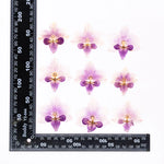 fleurs séchées phalaenopsis violettes blanches jaunes naturelles décoration artisanale intérieur