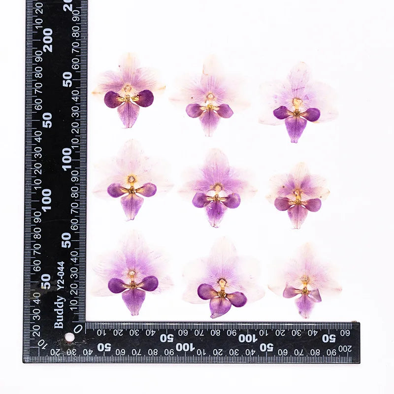fleurs séchées phalaenopsis violettes blanches jaunes naturelles décoration artisanale intérieur