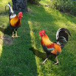statue coq jardin acrylique rouge orange plumes décoration extérieure résistante intempéries