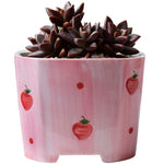 pots céramique porcelaine moderne rose blanc fleurs succulentes décoration plantes vertes ornement maison