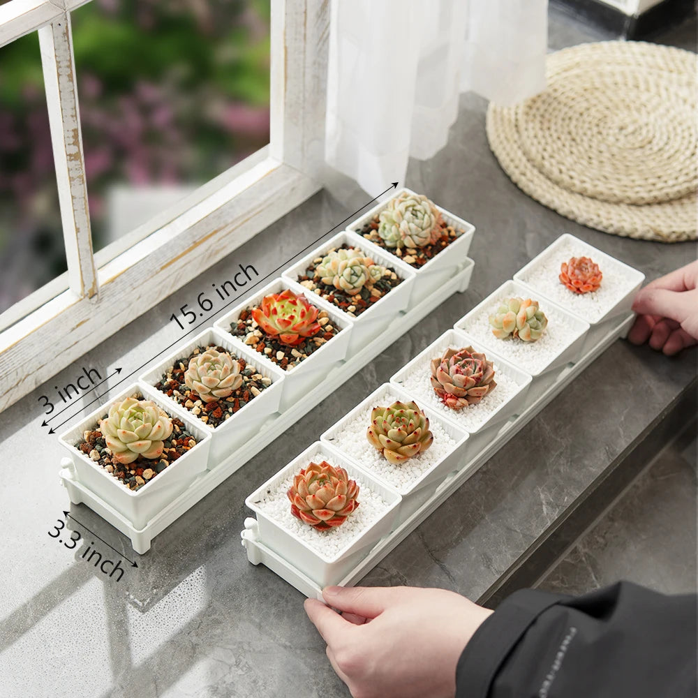 Bacs plantes modernes blancs compartiments individuels succulentes cactus astrophytum asterias 7cm
