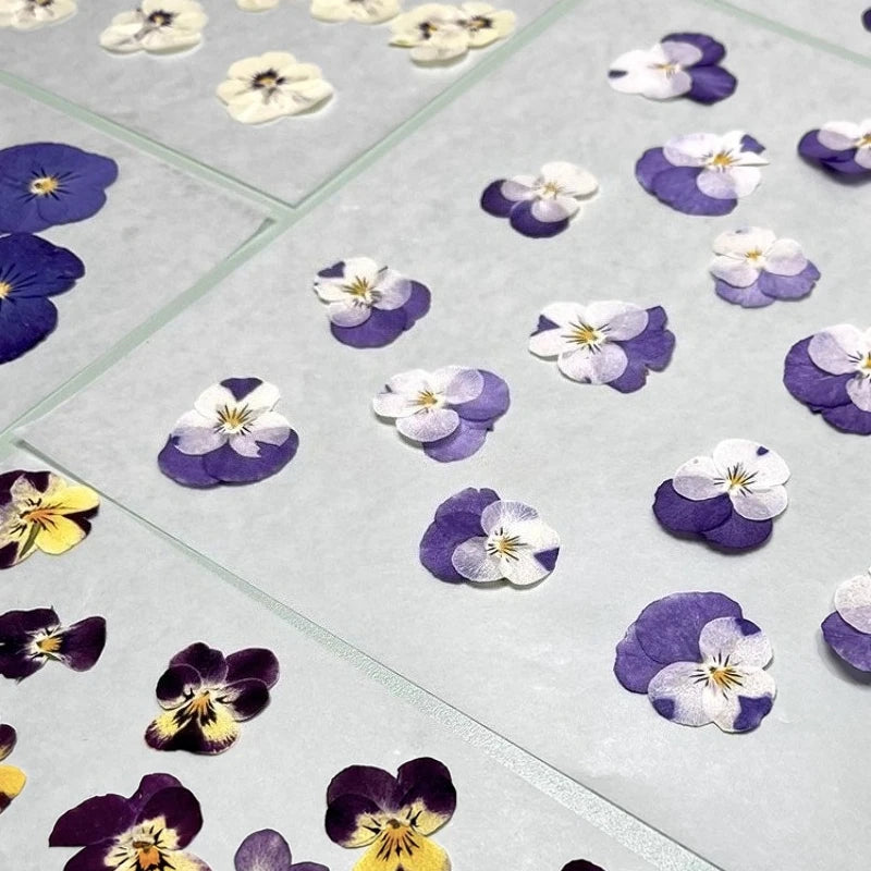 fleurs séchées violettes jaunes décoratives bricolage résine bijoux étui téléphone maquillage pétale simple naturel