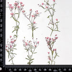 fleurs séchées multicolores petite taille décoration maison anniversaire baby shower naturelle rustique