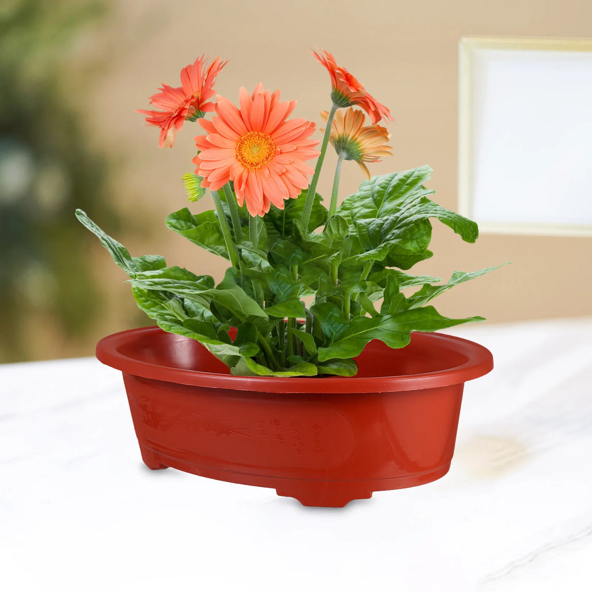 pots fleurs ovales plastique rouge motif gravé asiatique fleurs gerberas plante grasse herbe jardin