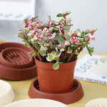 supports pot moderne rayures marron différents diamètres 7cm 9.5cm 12cm 15.5cm durable plantation fleurs