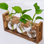 vases transparents modernes verre rond geometrique decoration plante verte