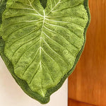 serviettes cuisine absorbantes vert feuille imprimée texturées maison adultes