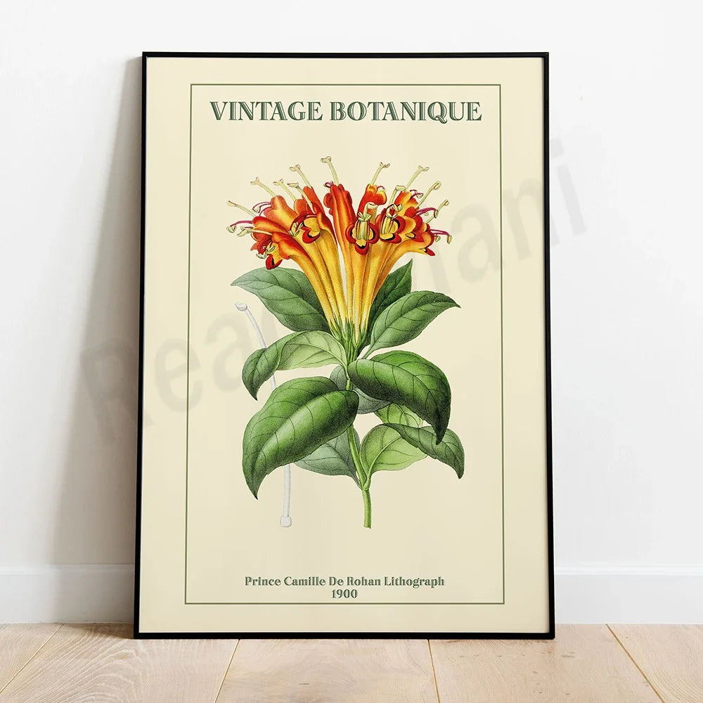 Une belle illustration botanique vintage montrant une plante exotique avec de magnifiques fleurs orange et feuilles vertes.