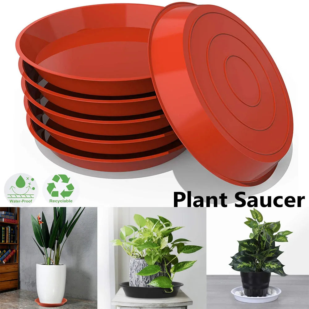 assiettes plantes noires rouges blanches modernes 10 cm