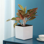 Pot fleurs moderne blanc lisse sans finition 20cm 20cm 19.8cm auto arrosage