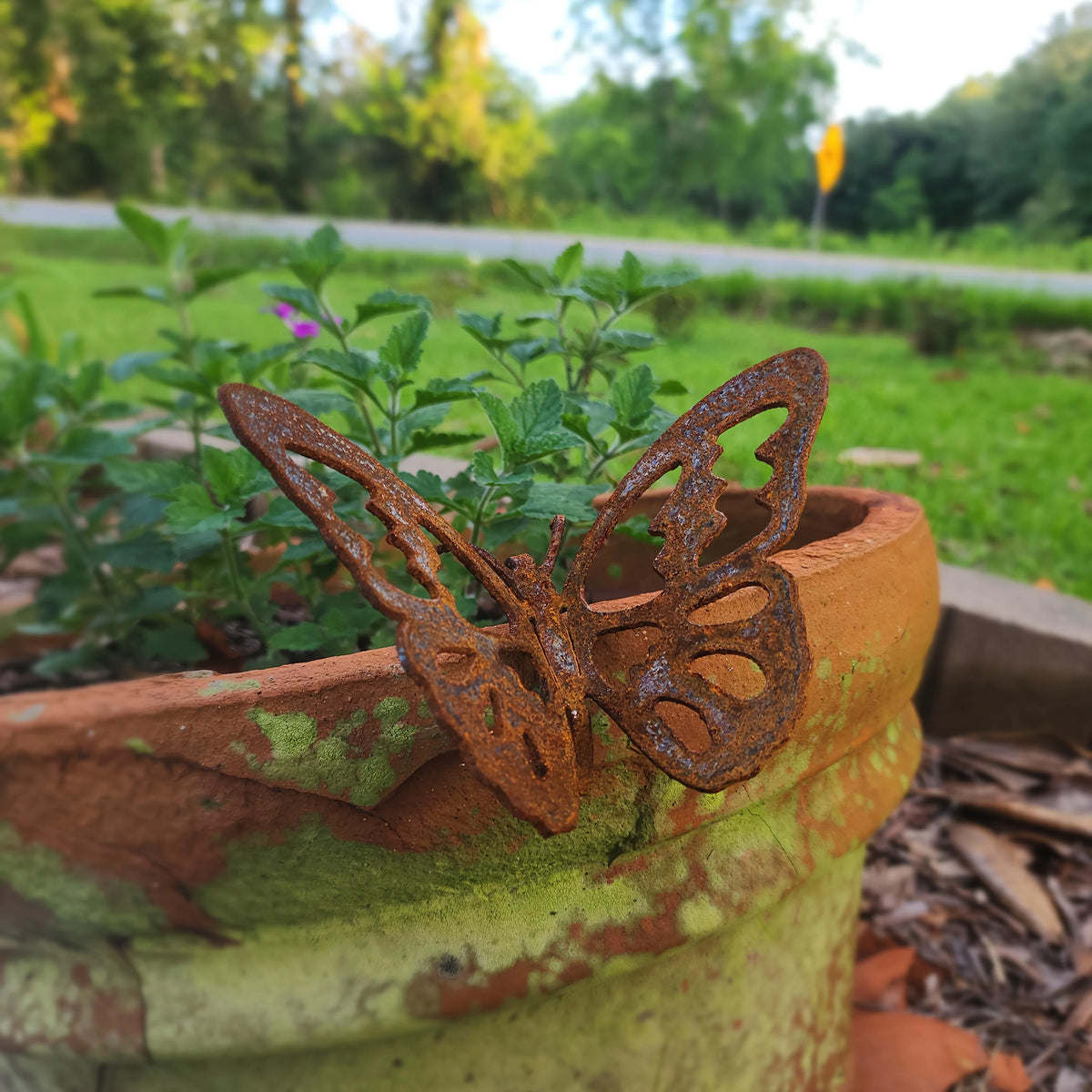 papillon ajouré rustique pot fleurs terracotta geraniums vintage extérieur jardinage