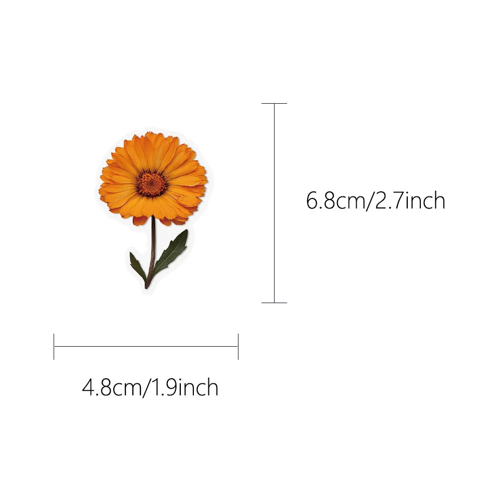 autocollants fleurs séchées feuilles naturels variés transparents orange blanc rouge vert marron bleu