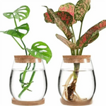 vase verre texturé moderne transparent couvercle liège décoration table hydroponie plantes