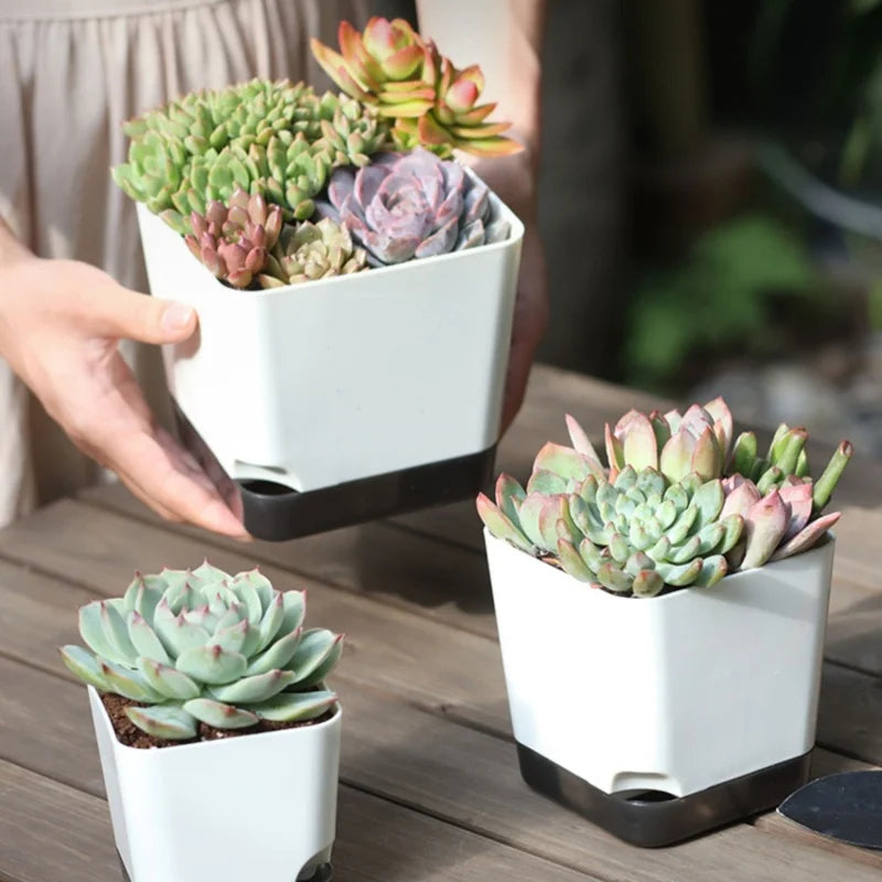 pots plantes succulentes auto arrosage drainage soucoupe transparent moderne minimaliste