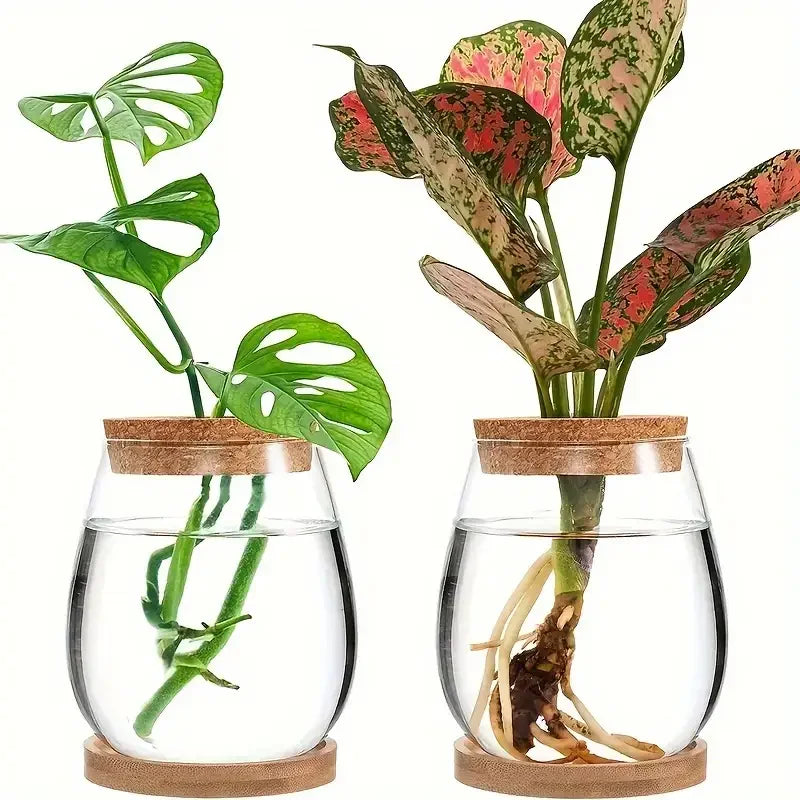 vases verre transparent base bois moderne decoration intérieure plantes socle couvercle liège discoardo