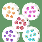 fleurs séchées marguerite camomille rose bleu orange violet décoration maison anniversaire baby shower