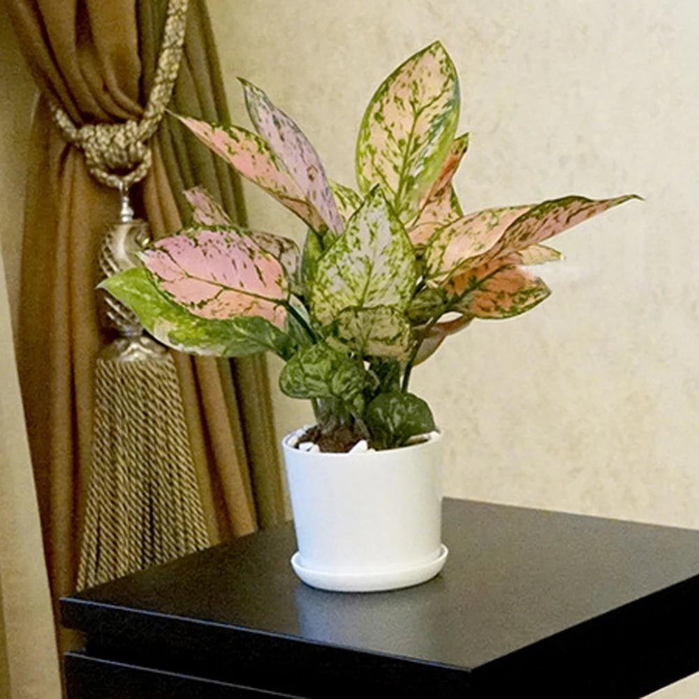 pot fleurs blanc moderne plateau succulentes bonsaï plastique