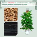 poteau mousse plastique transparent moderne 24 pouces adhésif support plante grimpanteintérieur
