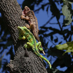 Détail réaliste du lézard en résine de qualité