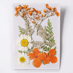 fleurs séchées plantes écologiques intérieur anniversaire baby shower exposition minimalistes cartes postales ornementales fixations