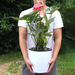 pots fleurs auto arrosage hydroponie moderne blanc noir coton plastique pp