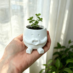 cache pot mignon main coeur souriant blanc vert pastel plantes succulentes décoration intérieure