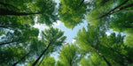 cache lumiere moderne nuages feuilles étoiles coraux adhésif bleu blanc vert noir