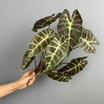 plantes artificielles decoration maison feuilles vert brun rouge veines blanches moderneintérieurDecorationFeuillesPlastique5pieces