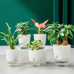 Pot plante moderne blanc ridge verticale auto arrosage transparent hydroponie fleur verte