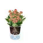 pots auto arrosants blancs modernes fente drainage coton fenêtre niveau eau